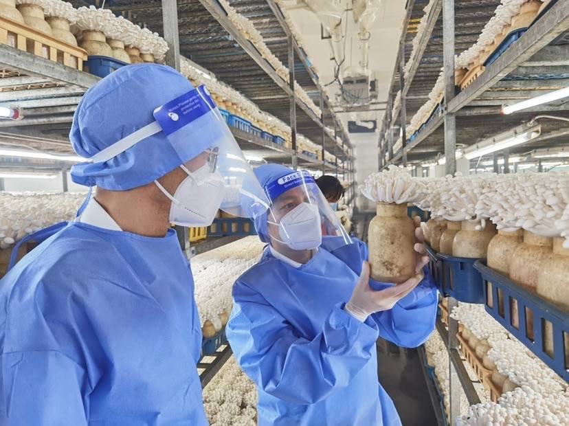 上海海关开辟绿色通道 助力新鲜食用菌远销海外(图2)