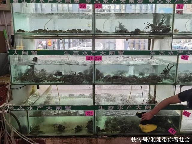 青浦地产大闸蟹抢“鲜”上市(图2)
